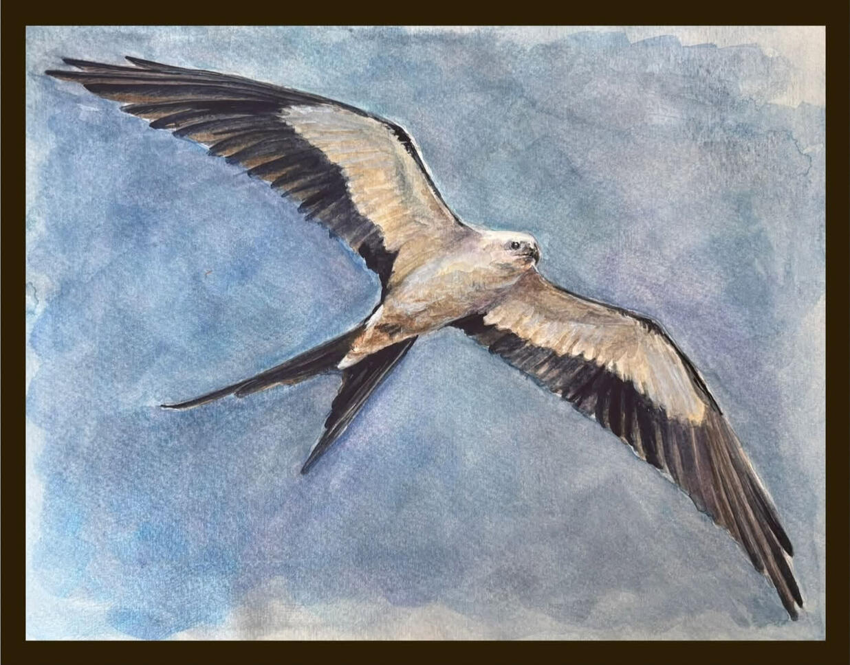 Swallow-tailed Kite | 9x12 | Watercolor Original Available $325