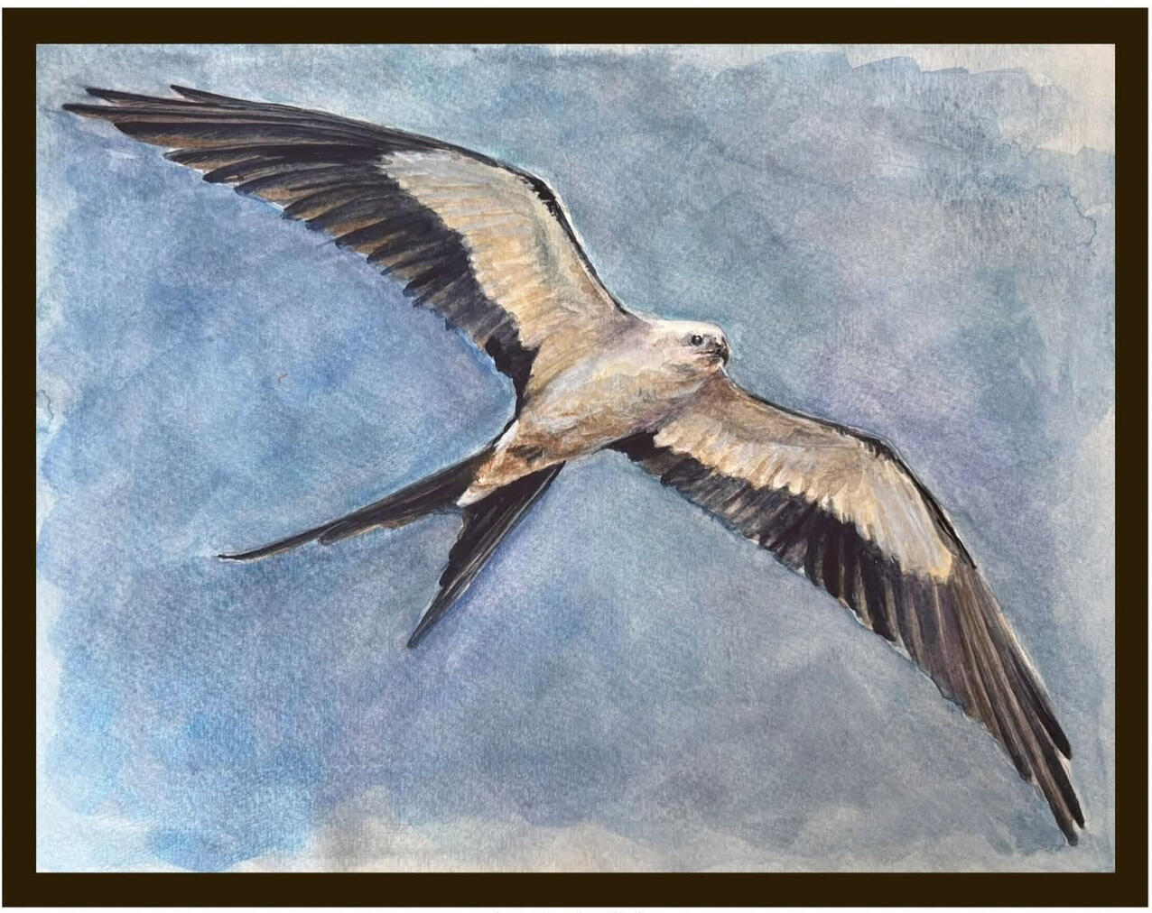 Swallow-tailed Kite | 9x12 | Watercolor
